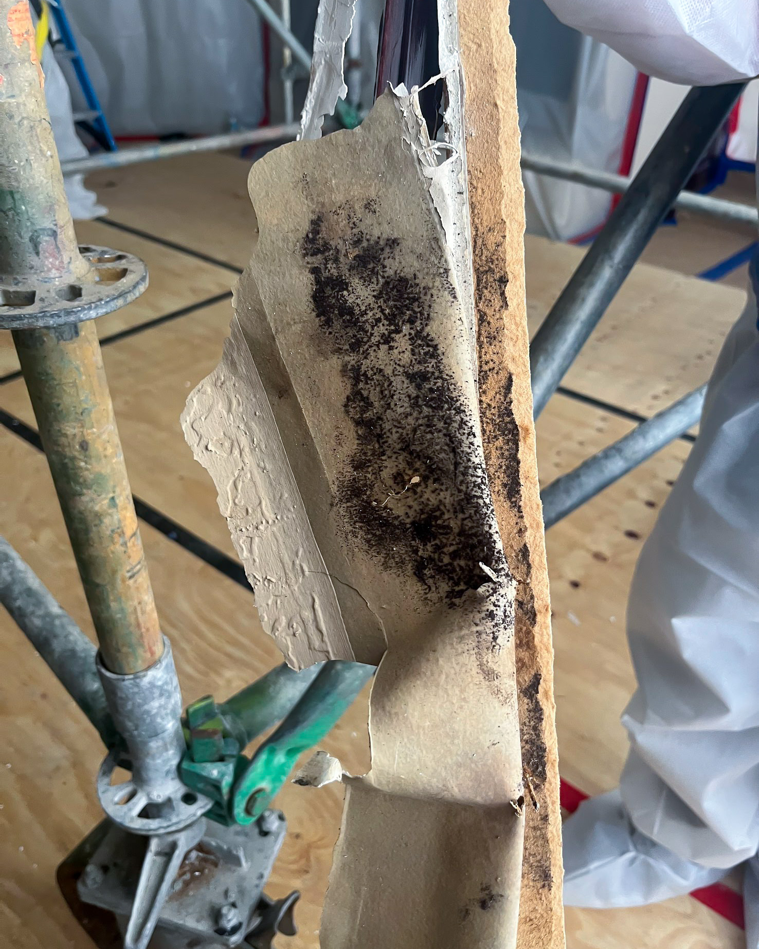 Mold exposed during drywall removal in remediation zone