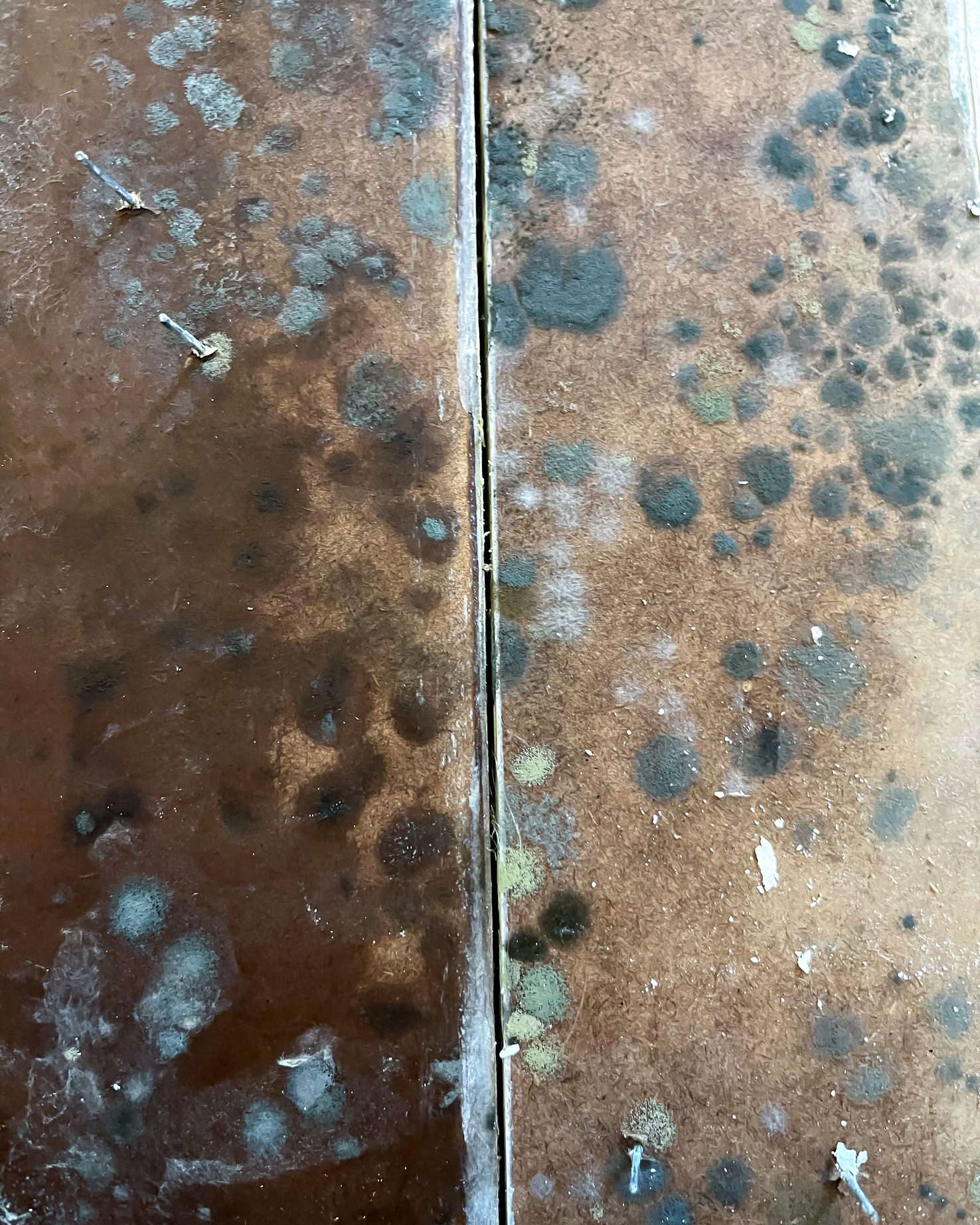 Mold colonies on wood subfloor boards