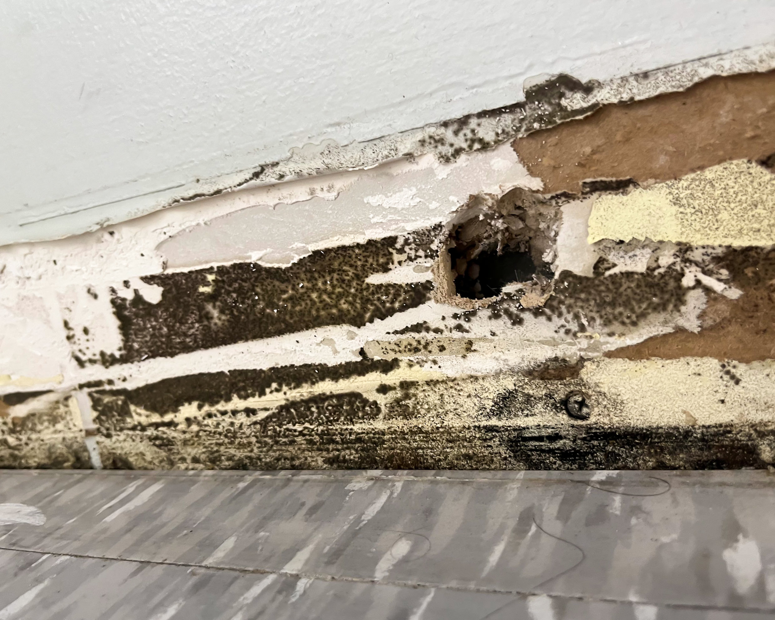 Heavy black mold infestation on baseboard and drywall