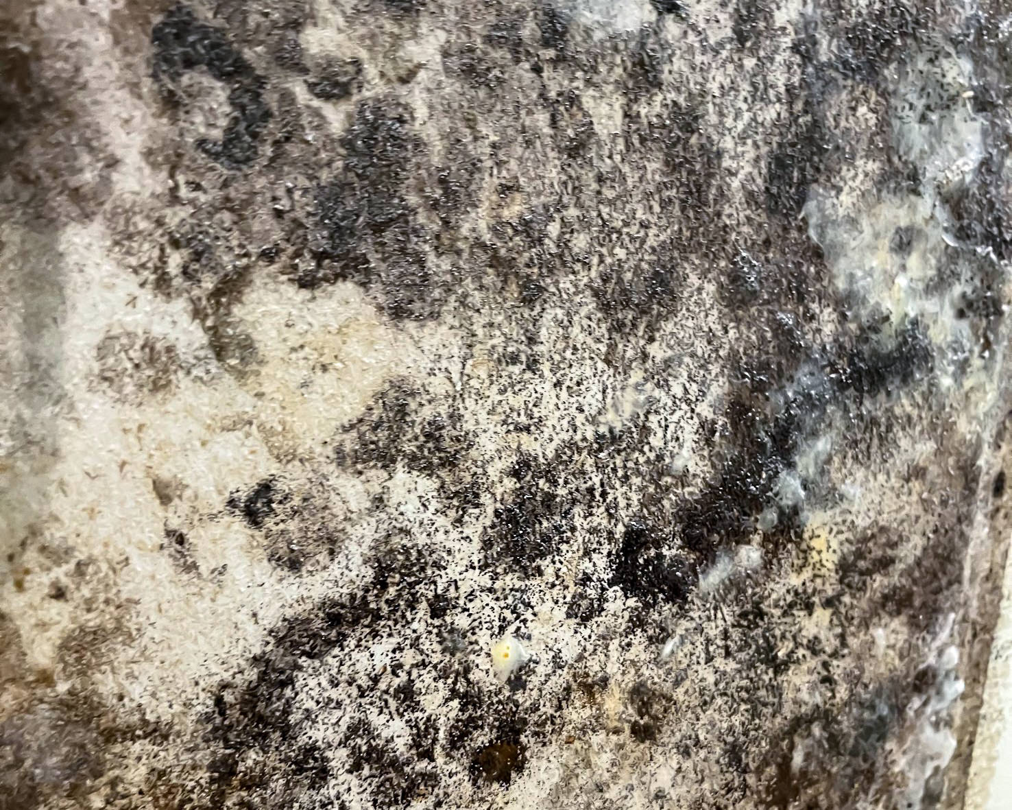 Black mold infestation on interior wall